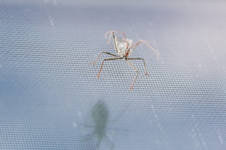 A close-up view of a bug with long legs and slender antennae on a fine mesh surface. The bug's shadow is visible beneath it on the mesh, adding depth to the scene. The background is blurred, focusing attention on the insect and the texture of the mesh.