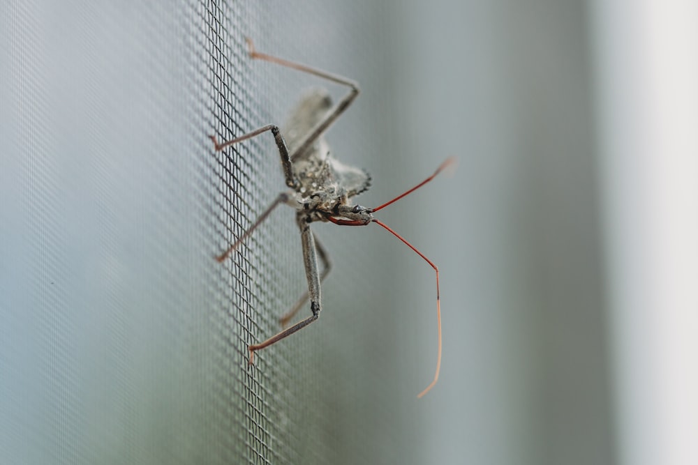 white and brown mosquito on white screen