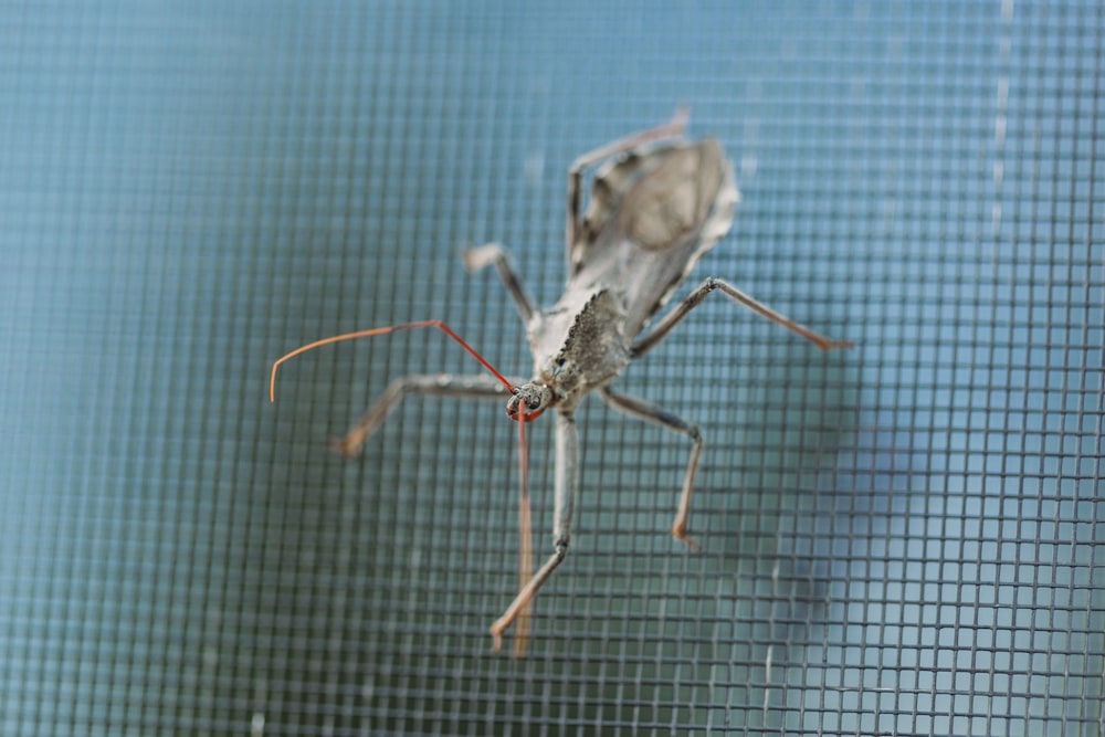 brown insect on black screen