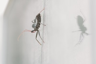 black and brown spider on white paper
