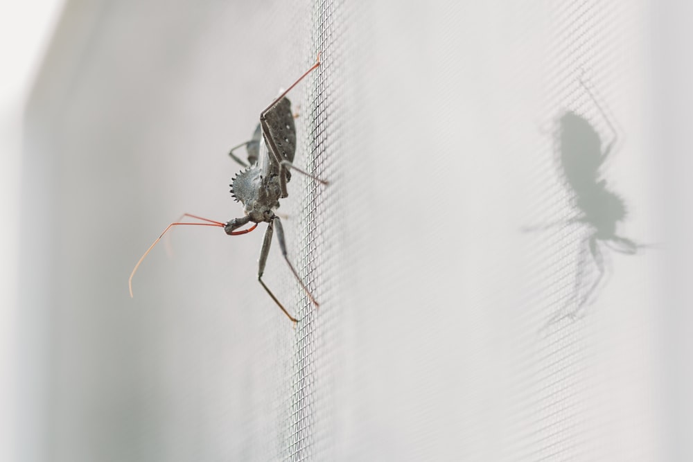 black and brown spider on white paper