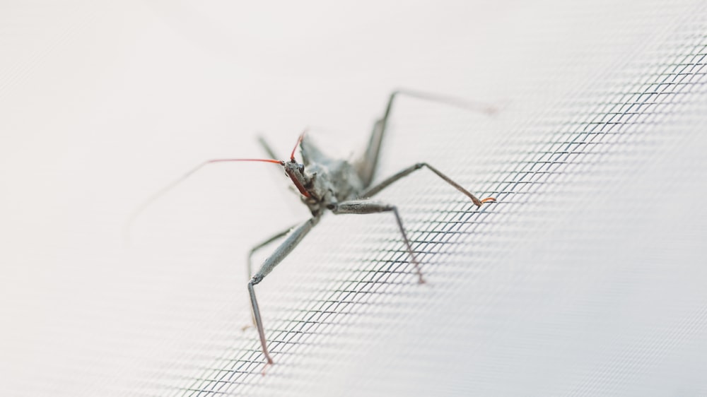 Insecte noir et rouge sur papier blanc