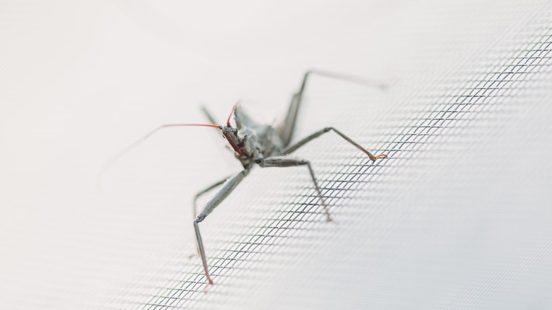 black and red insect on white paper, Wheel Bug on the screen door staring me down