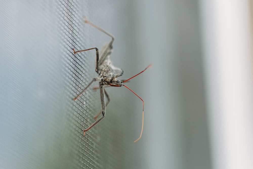 white and brown mosquito on white paper