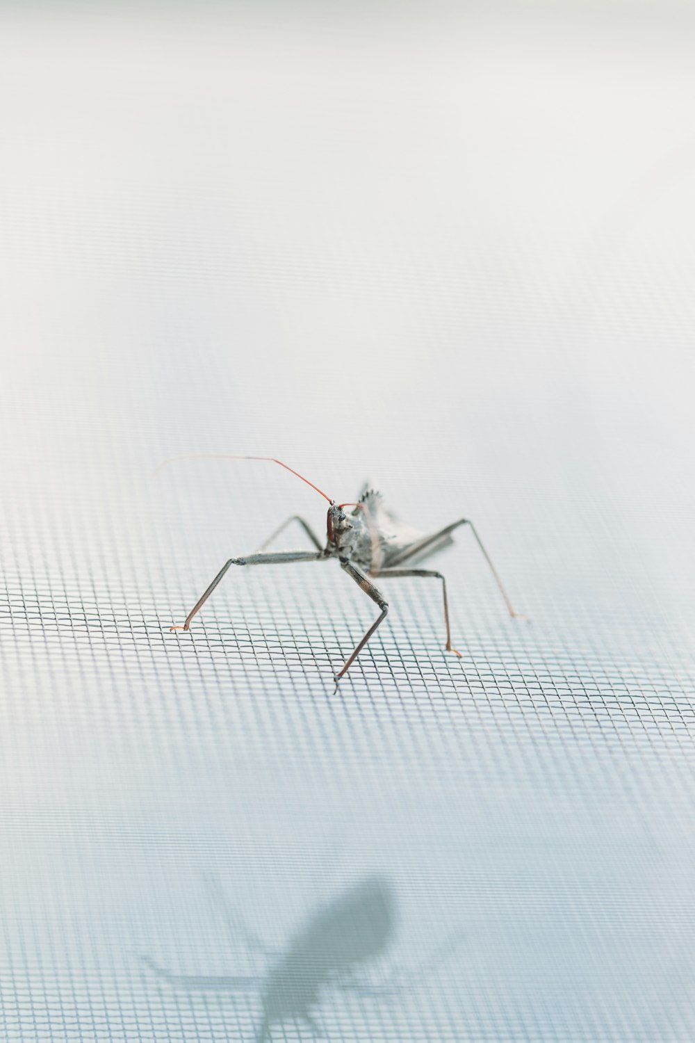 gray insect on white surface