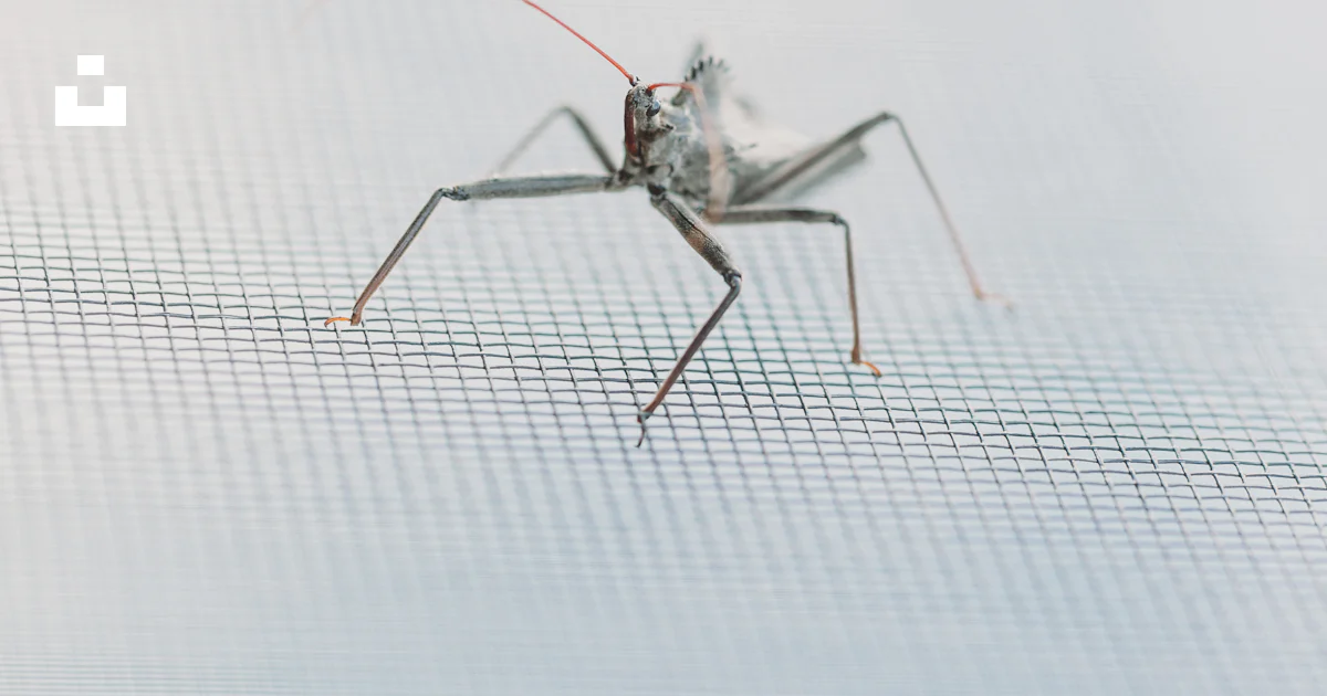 Gray insect on white surface photo – Free Grey Image on Unsplash