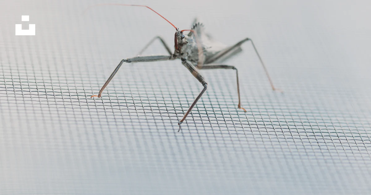 Insect Without Color Gray insect on white surface photo – Free Grey Image on Unsplash