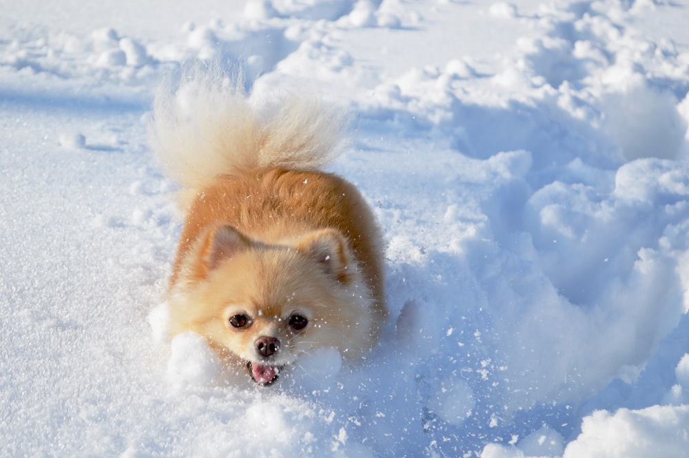 brown pomeranian on snow covered ground during daytime