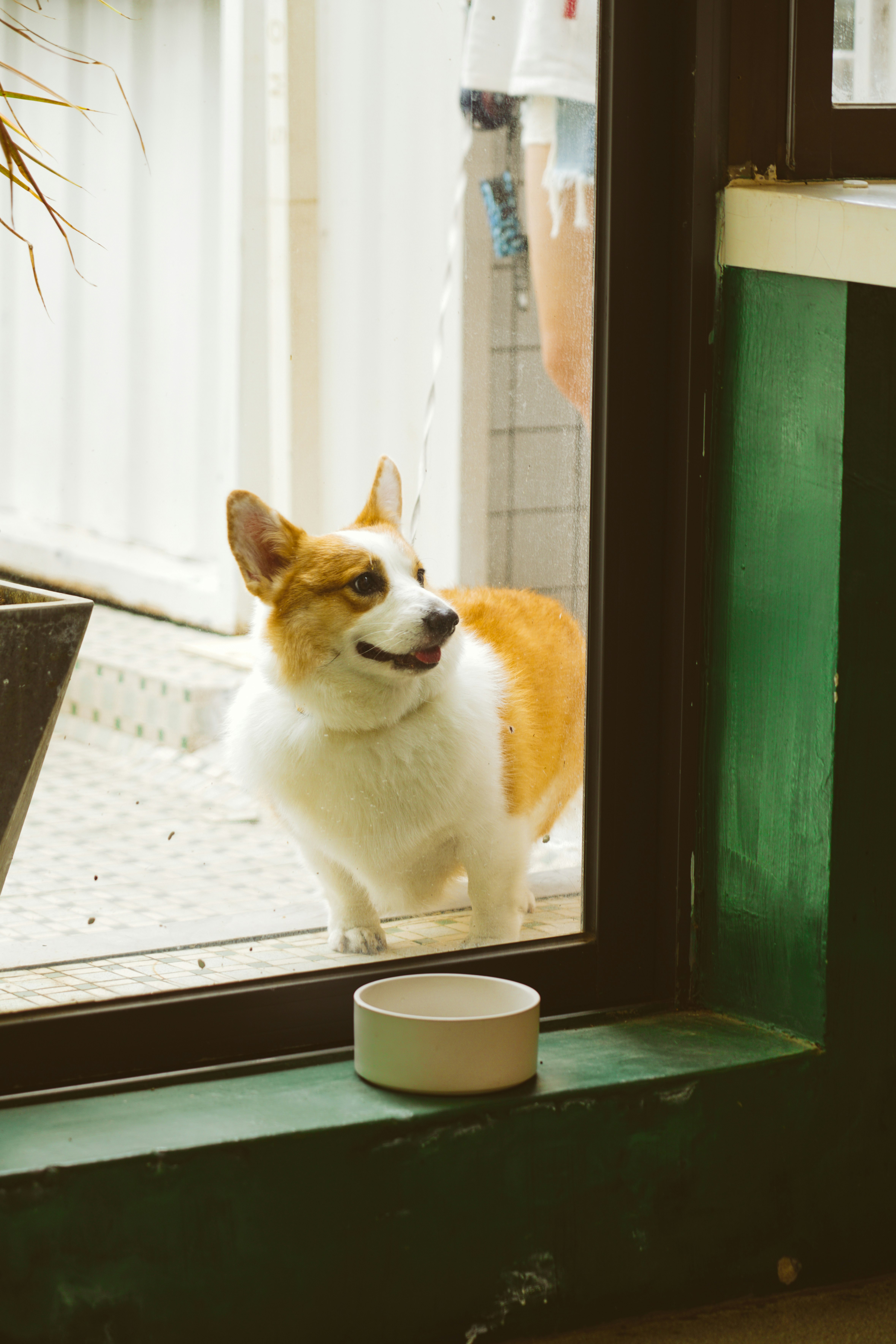 white and brown short coated dog on window