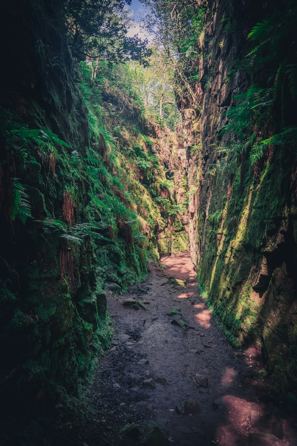 岩だらけの道に緑の苔