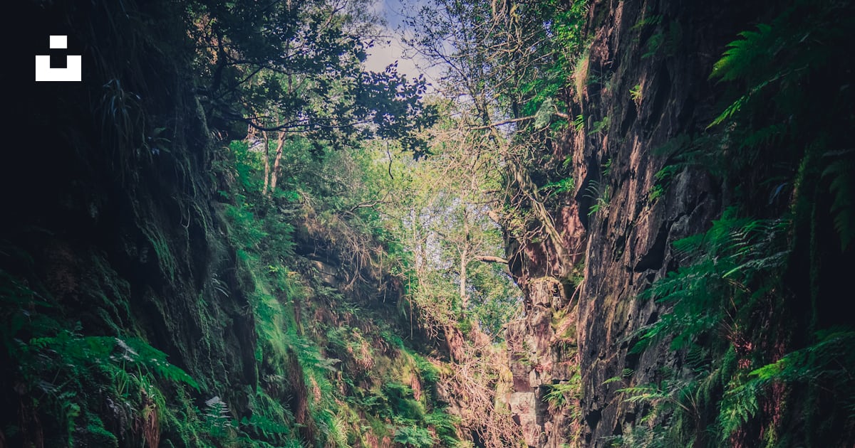 Foto zum Thema Grünes Moos auf steiniger Straße Kostenloses Bild zu