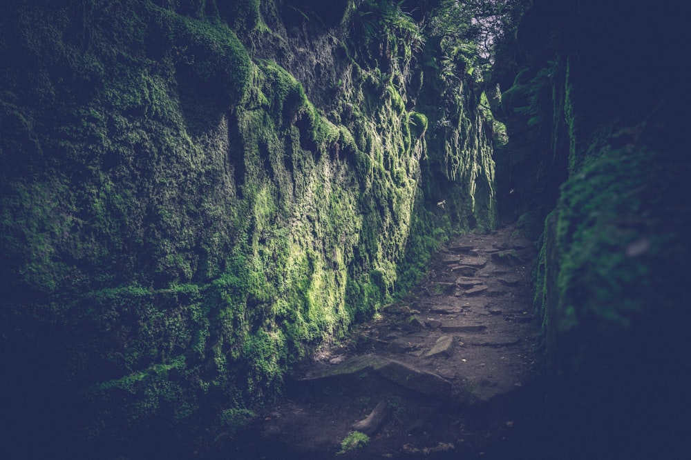 brown wooden pathway in between green moss covered rocks