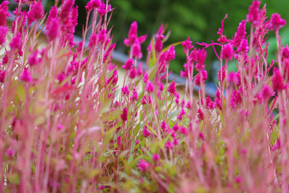 pink flower field during daytime