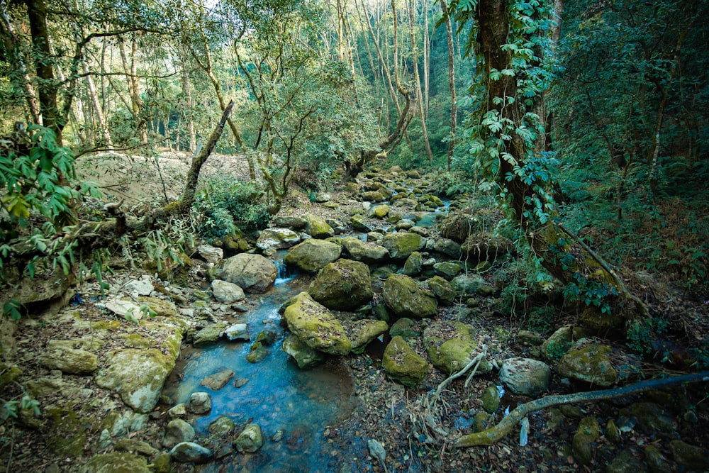 river in the middle of forest during daytime