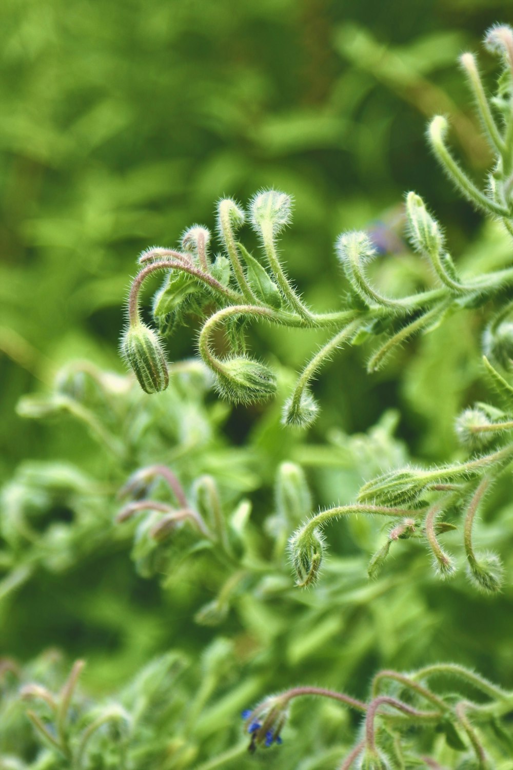 Plante verte dans l’objectif macro