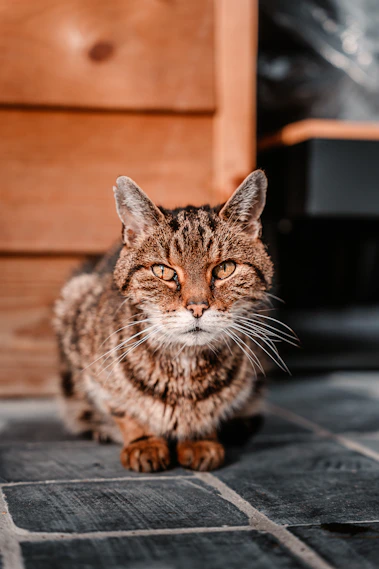 brown tabby cat on black wooden table