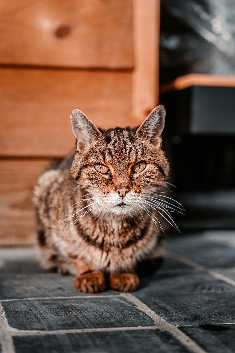 黒い木製のテーブルに茶色のぶち猫