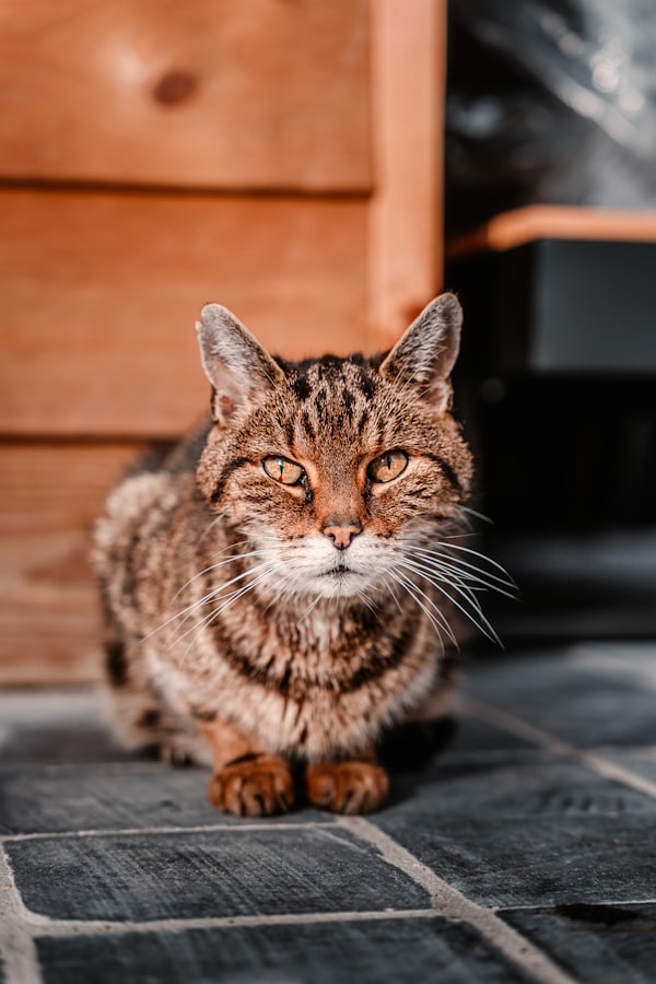 The 5 Best Cat Foods for Senior Cats in 2026 (Vet-Tested for Cats 11+ Years)