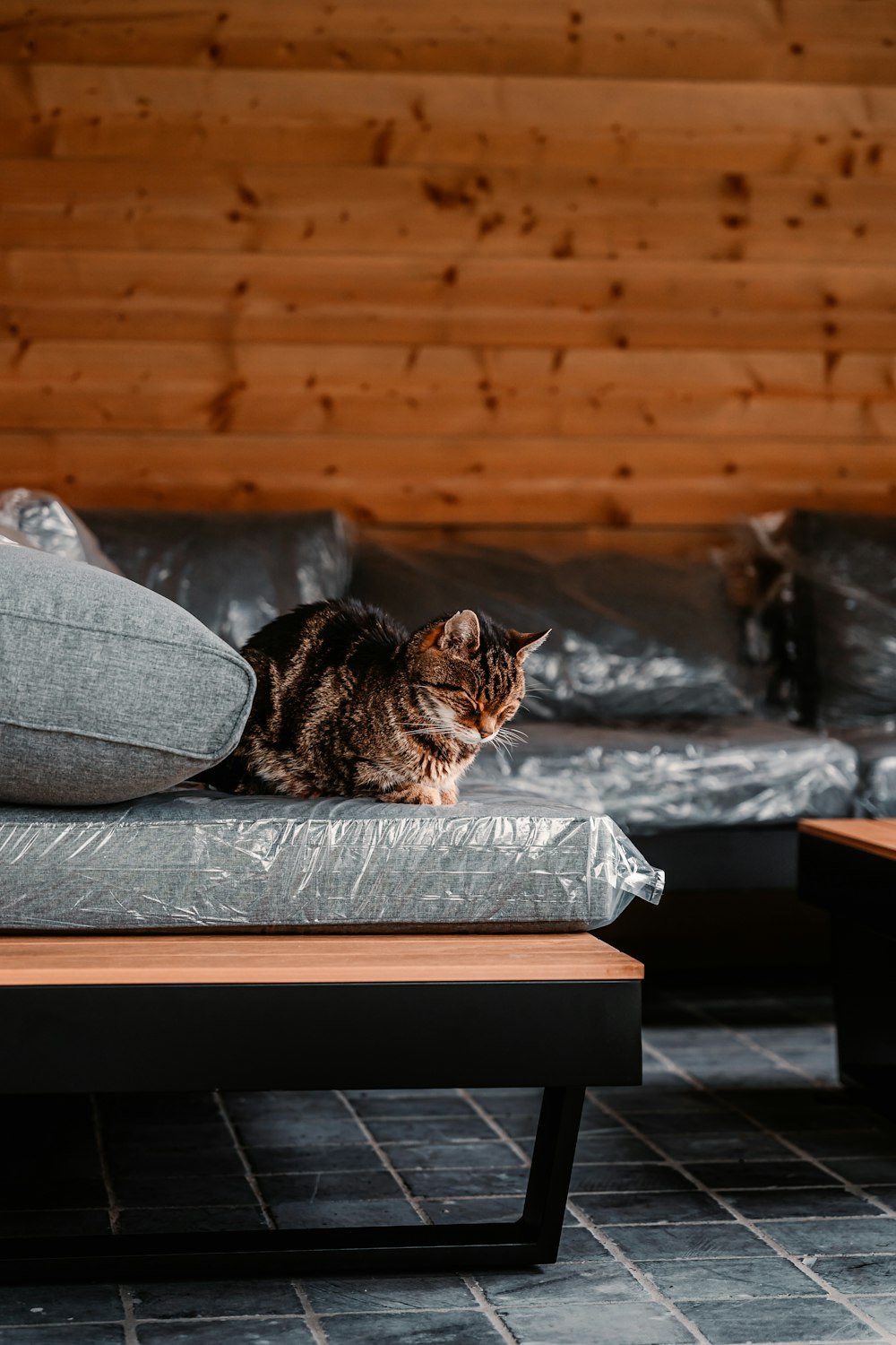 brown tabby cat lying on gray couch