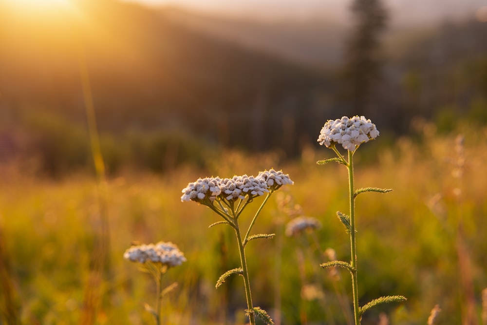 white flower in tilt shift lens