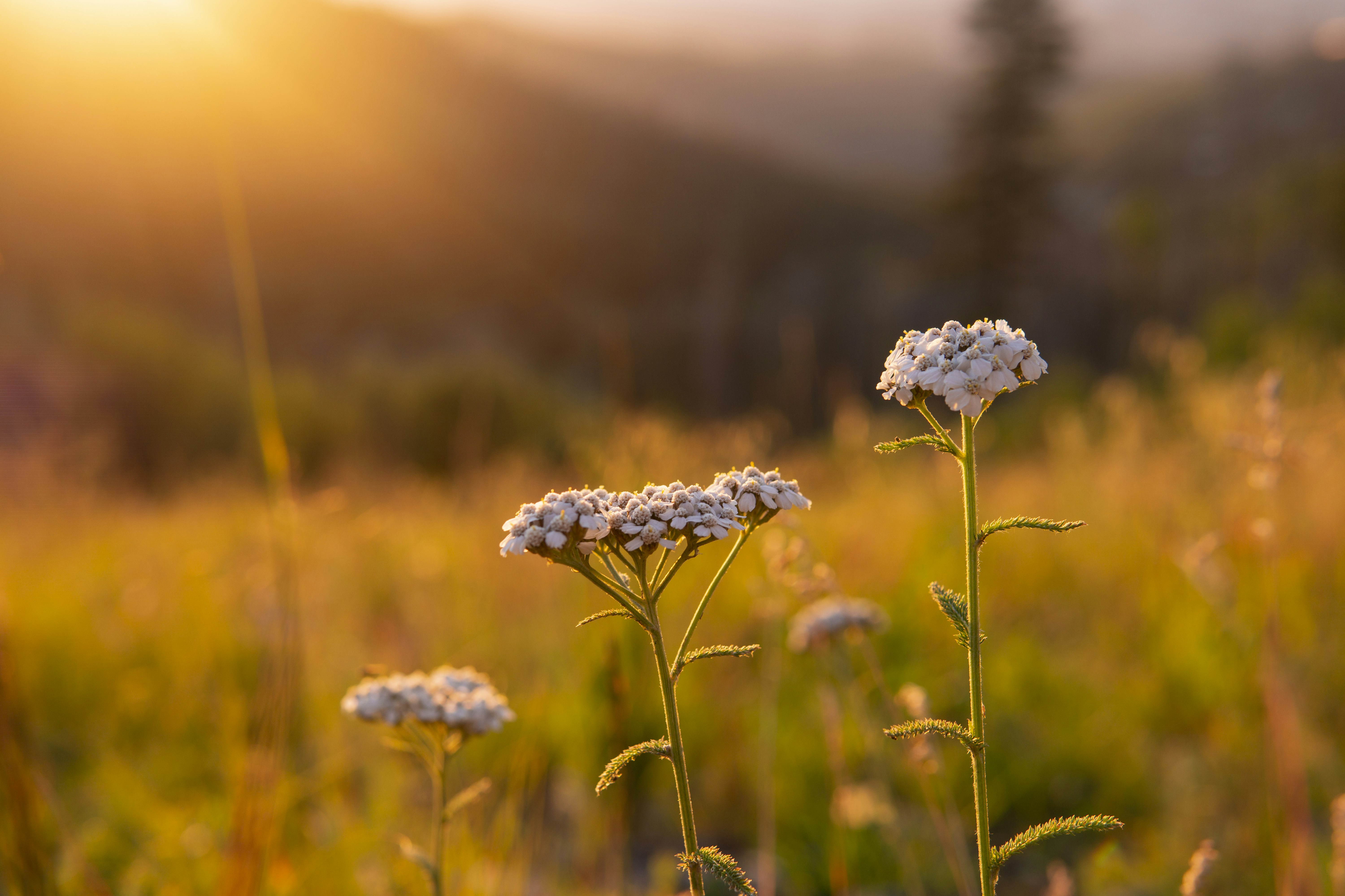Beautiful Golden Sunrise In Mountain Landscape With Close Up Queens Lace Flowers