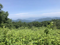 Volunteers planting trees together in a lush green field surrounded by mountains.