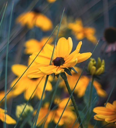 yellow flower in tilt shift lens