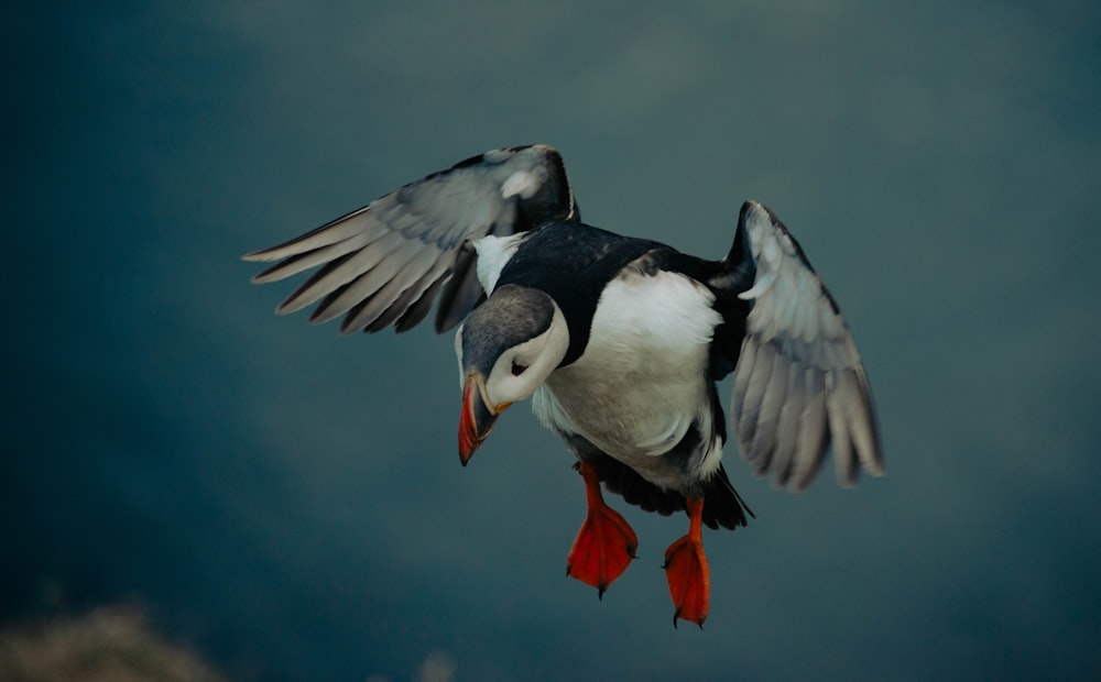 black and white bird flying