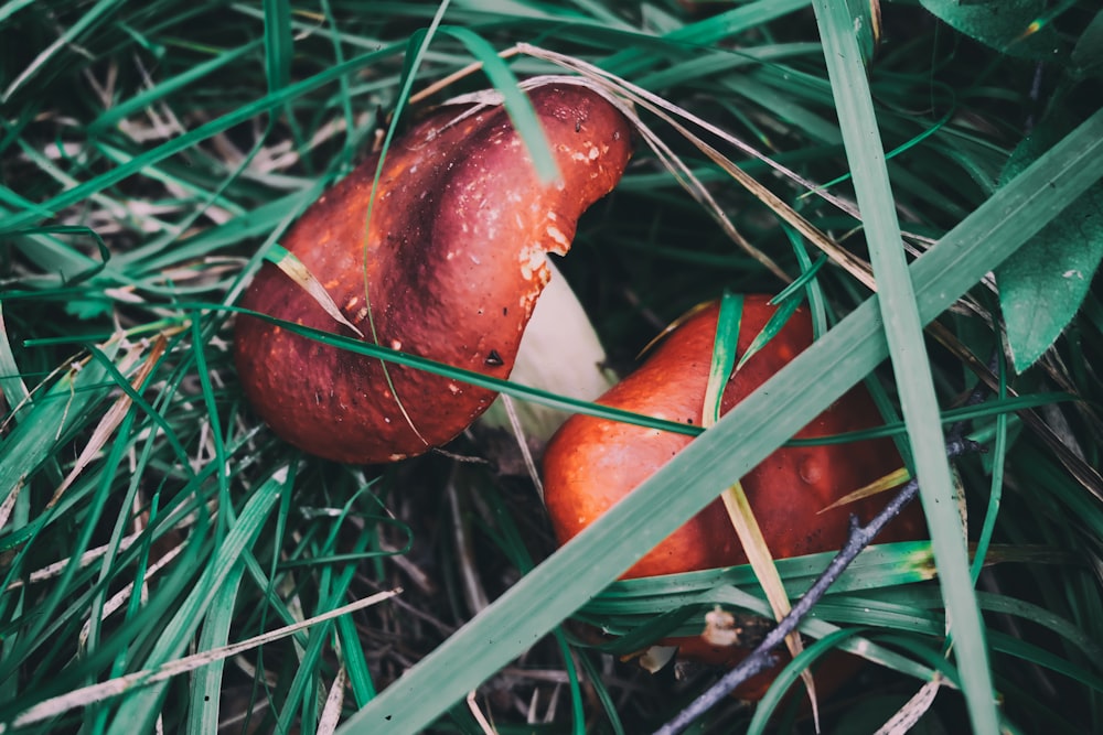red and white mushrooms on green grass