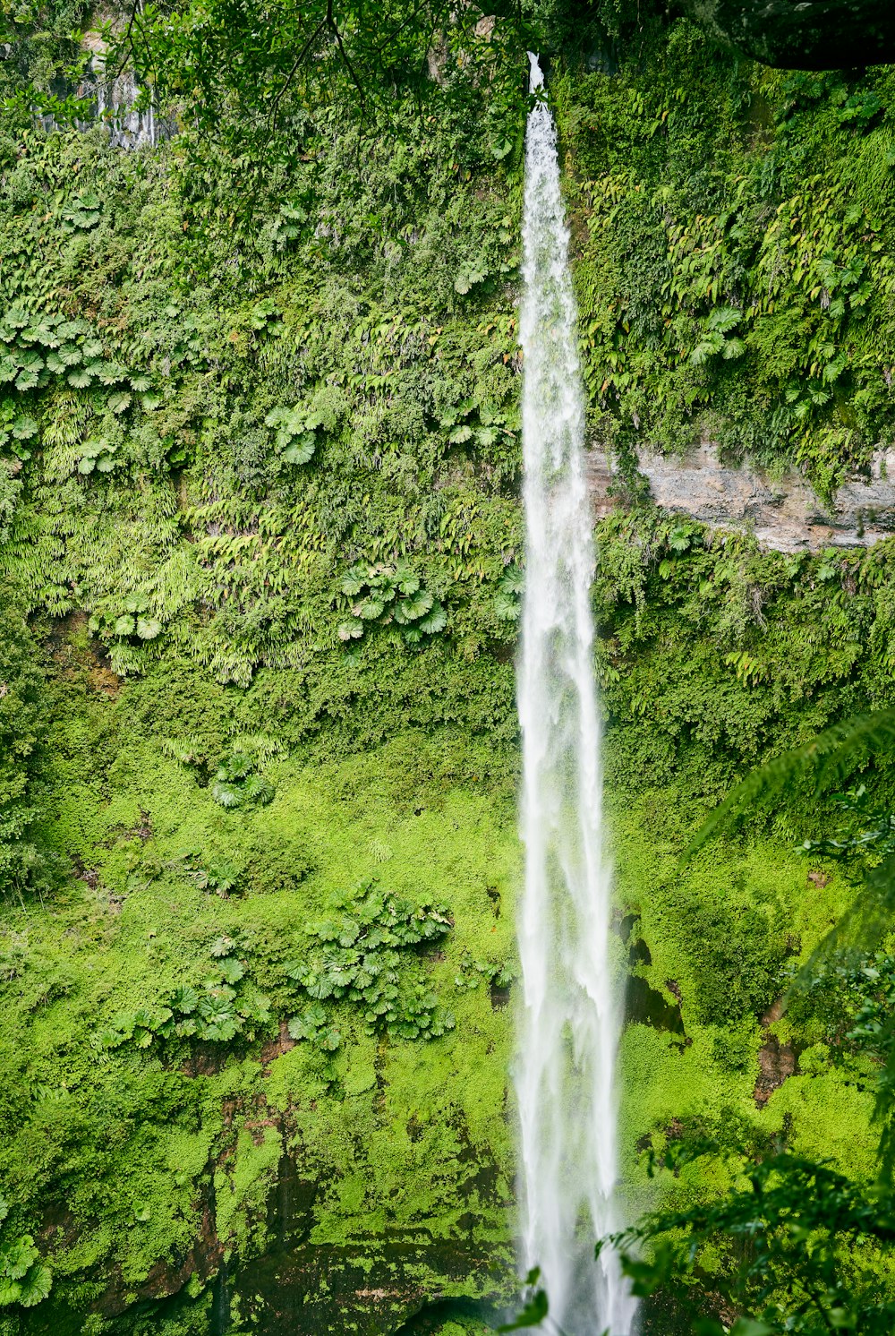 water falls in the middle of green moss covered rocks