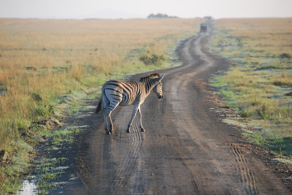 zebra walking on dirt road during daytime