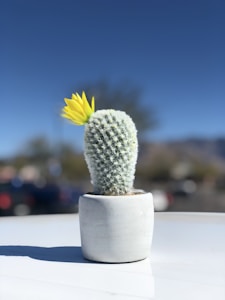 Cactus Florido
