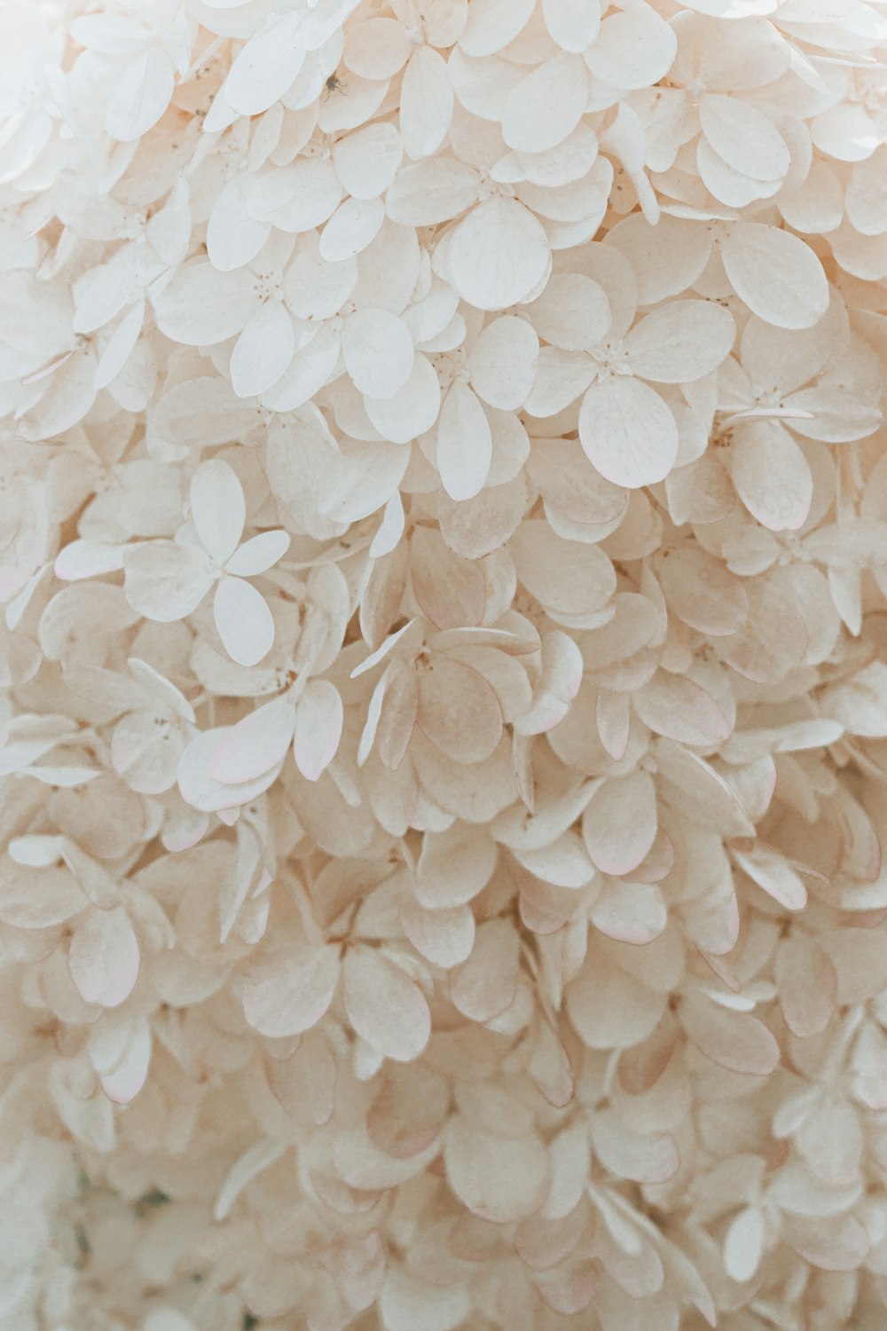 白と茶色の花柄テキスタイル