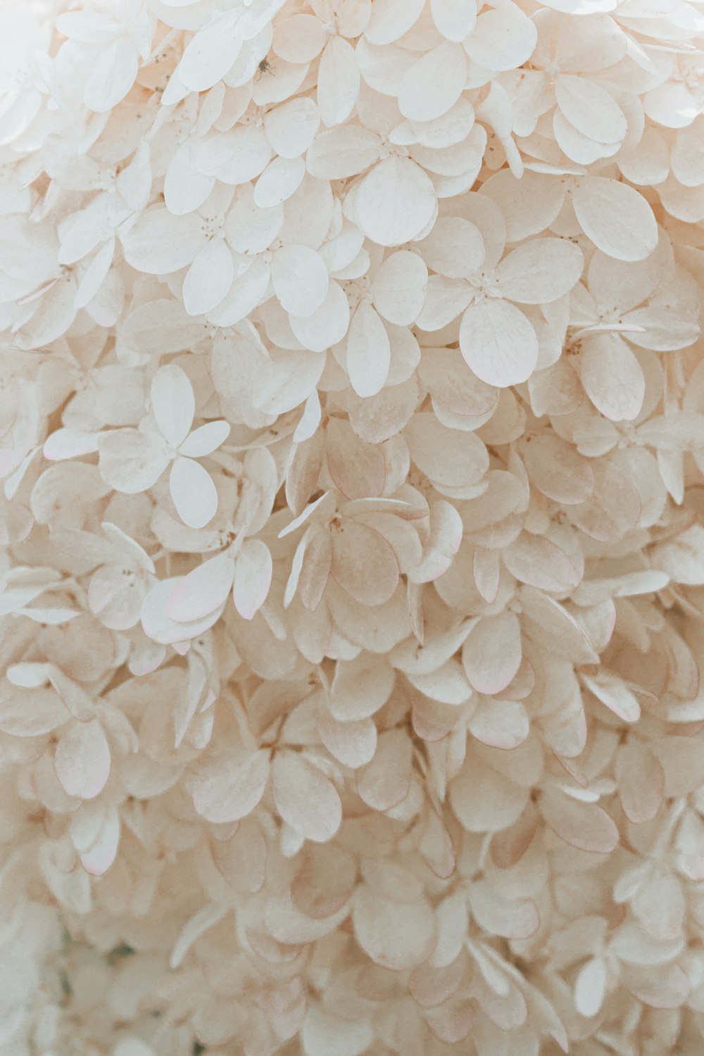 white and brown floral textile