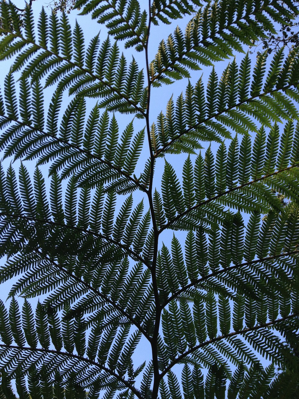 green fern plant during daytime