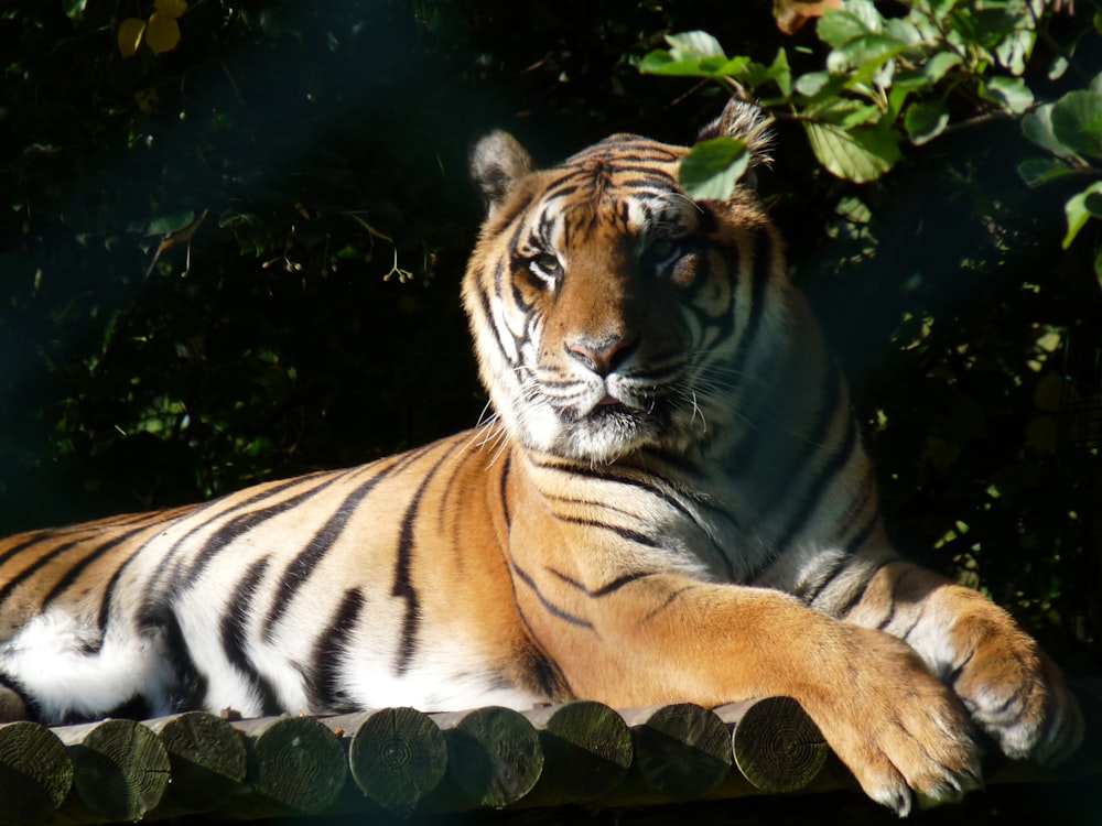 tigre sdraiata a terra vicino alle foglie verdi durante il giorno