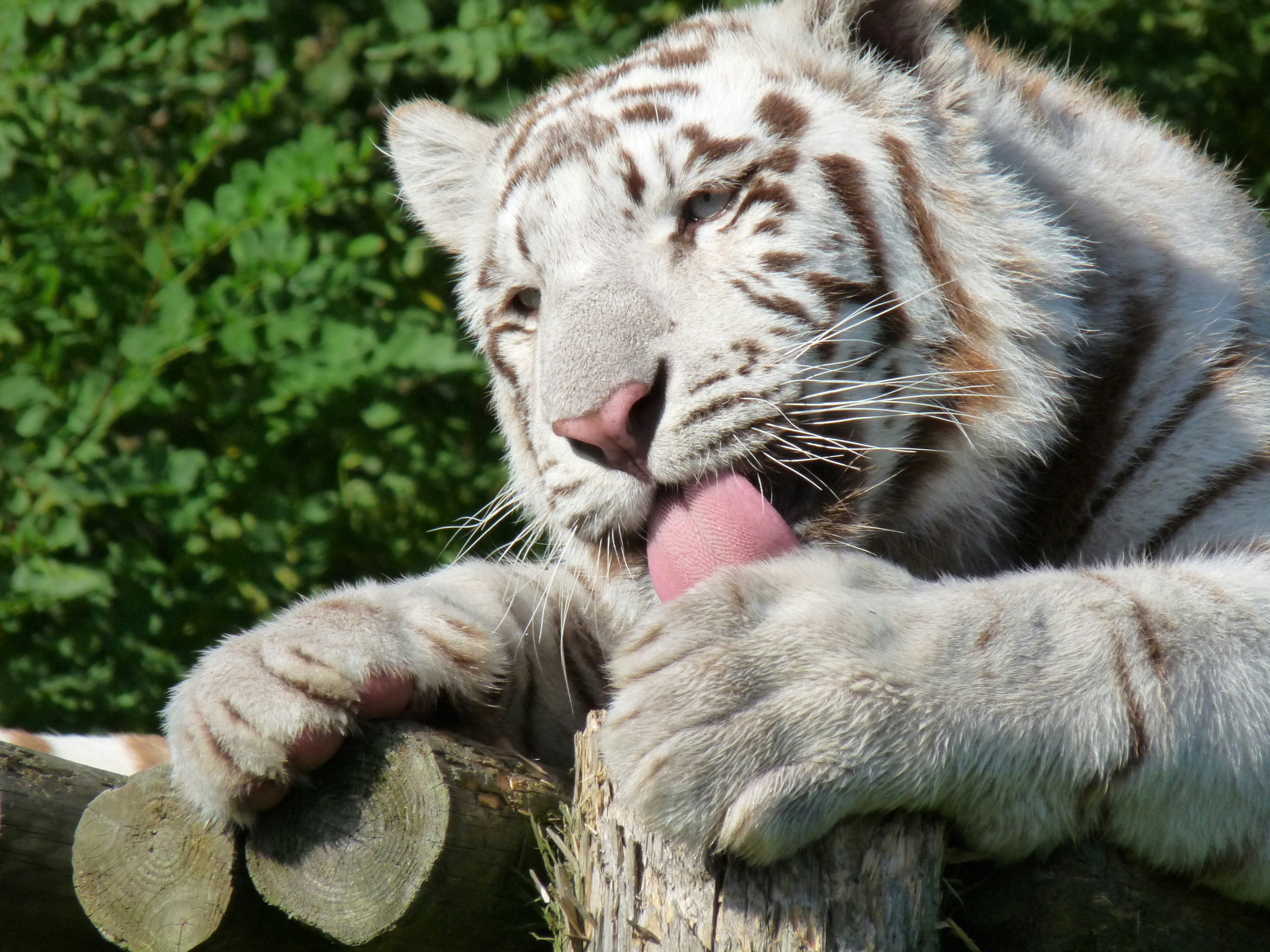 White Tigers Pictures | Download Free Images on Unsplash, image size:3000x2250
