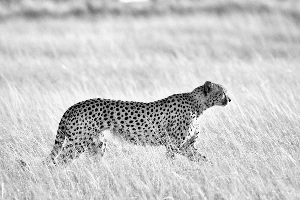 grayscale photo of cheetah on grass field