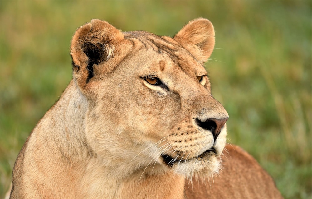 brown lioness on green grass during daytime