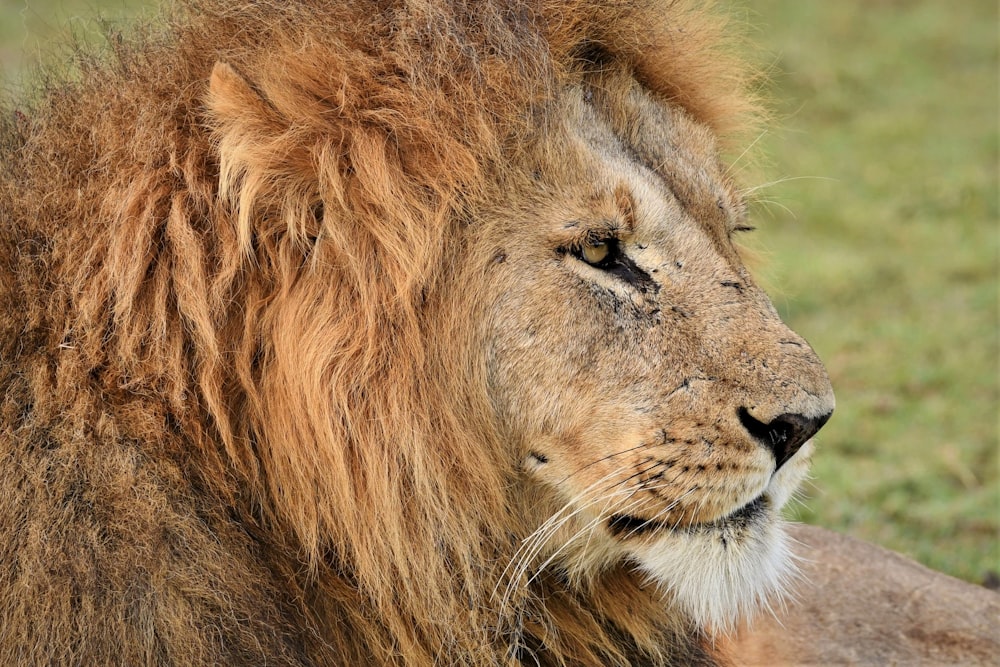 brown lion on green grass during daytime