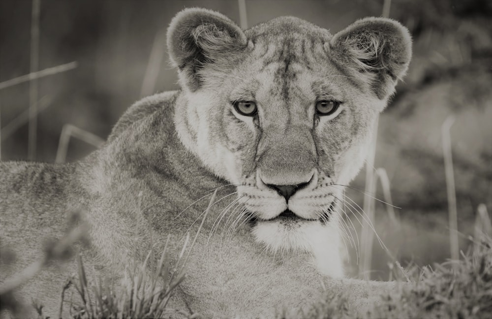 Photo en niveaux de gris d’une lionne allongée sur l’herbe