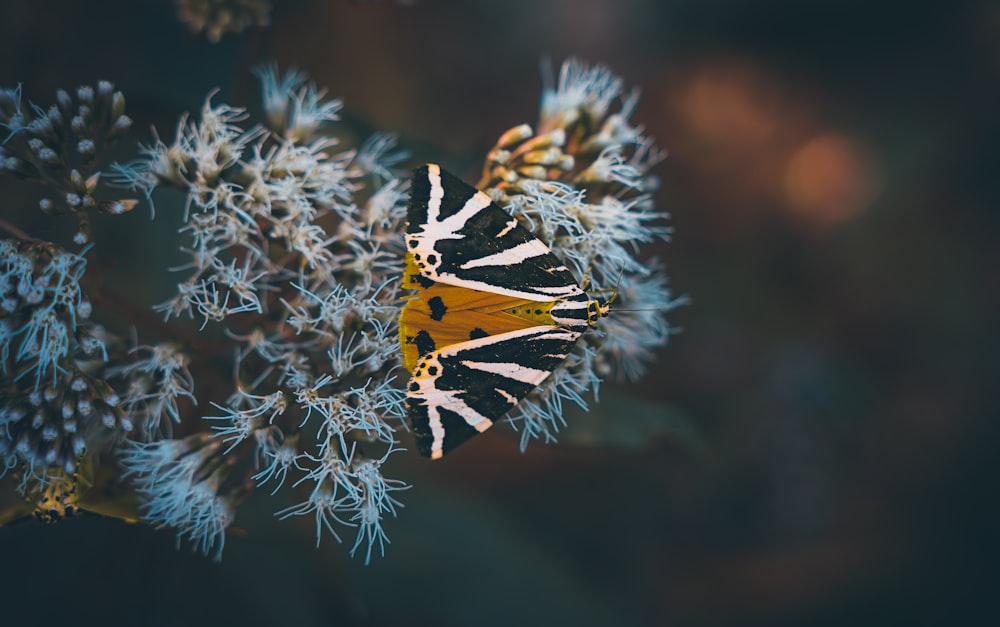 tiger swallowtail butterfly perched on white flower in close up photography during daytime