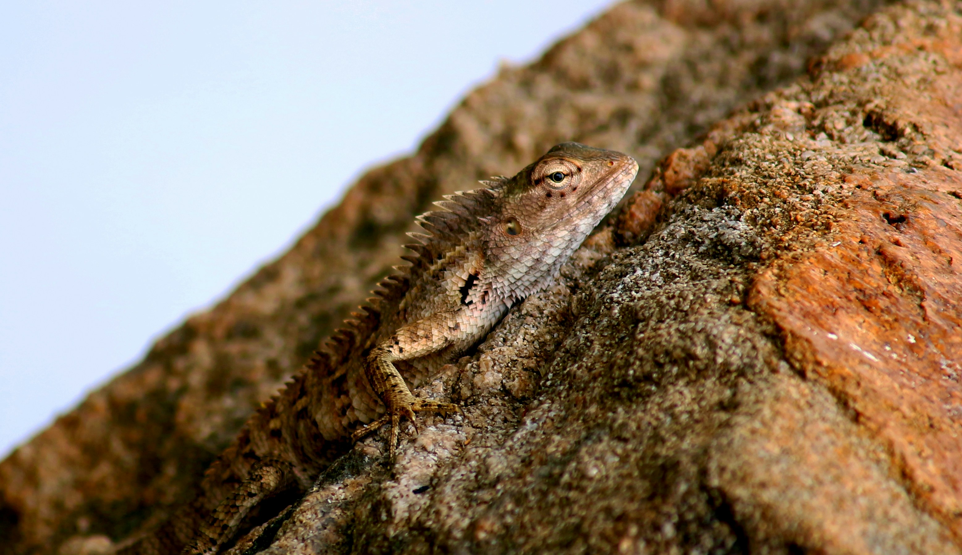 Photo by snehal_krishna