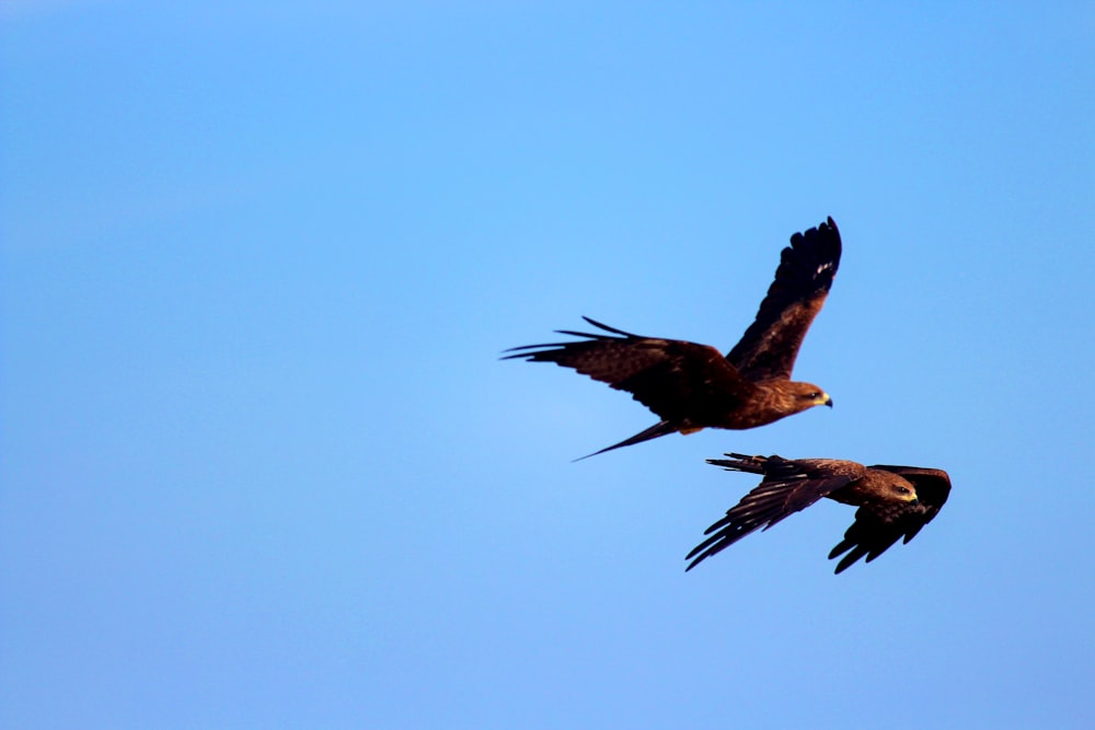 oiseau brun et blanc volant pendant la journée