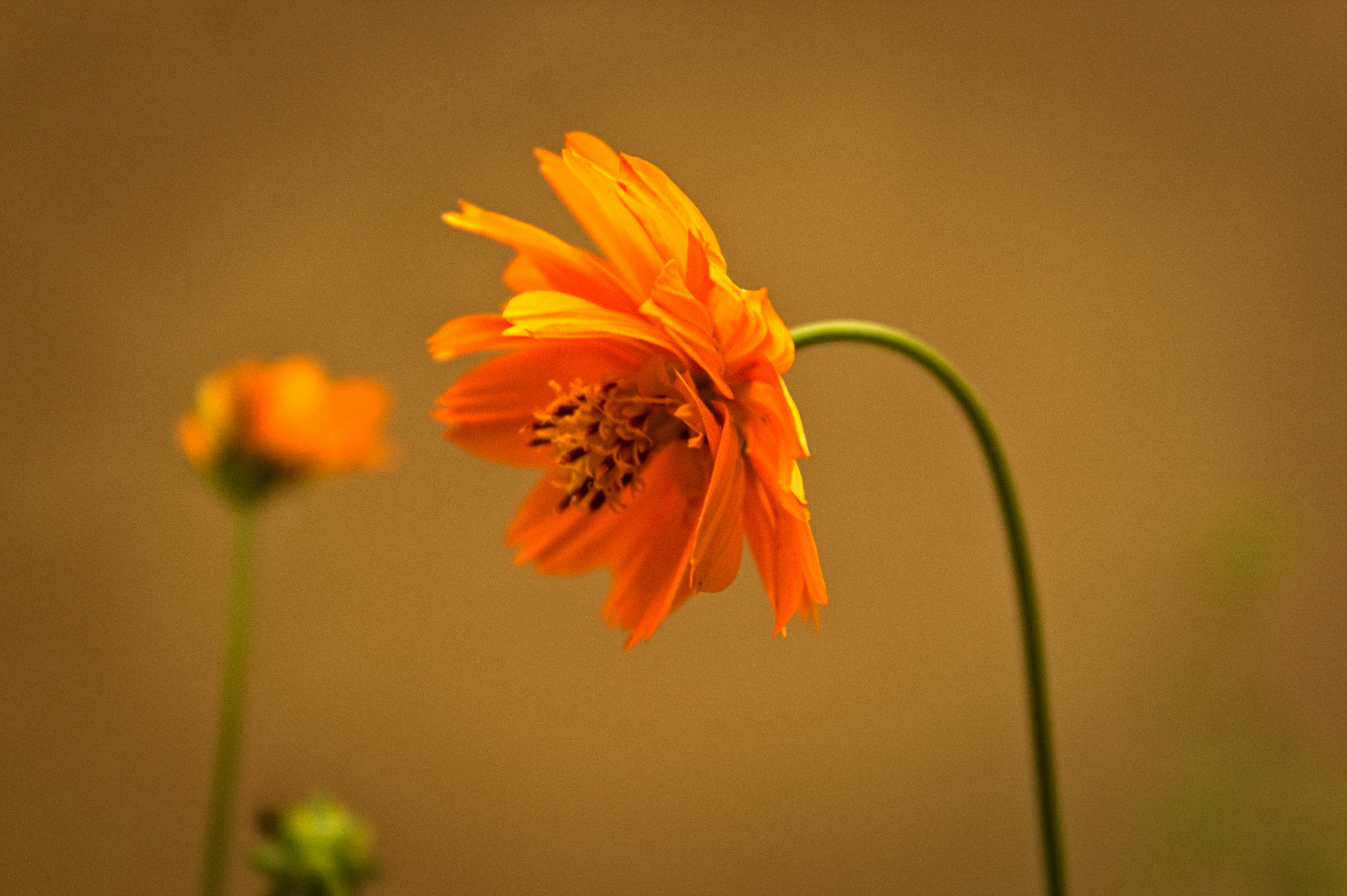 Photo by srini2srinivas