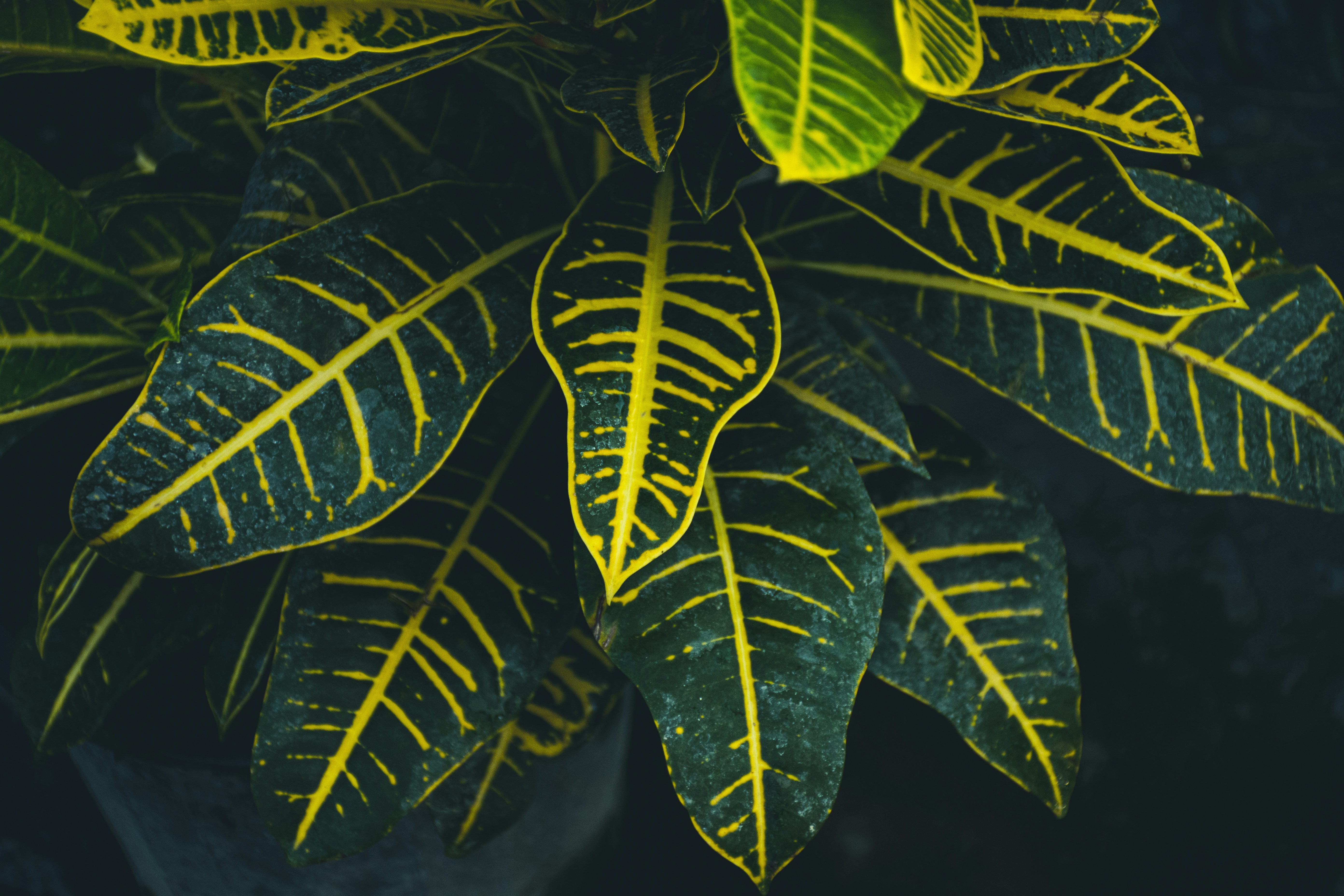 green and yellow leaves in close up photography