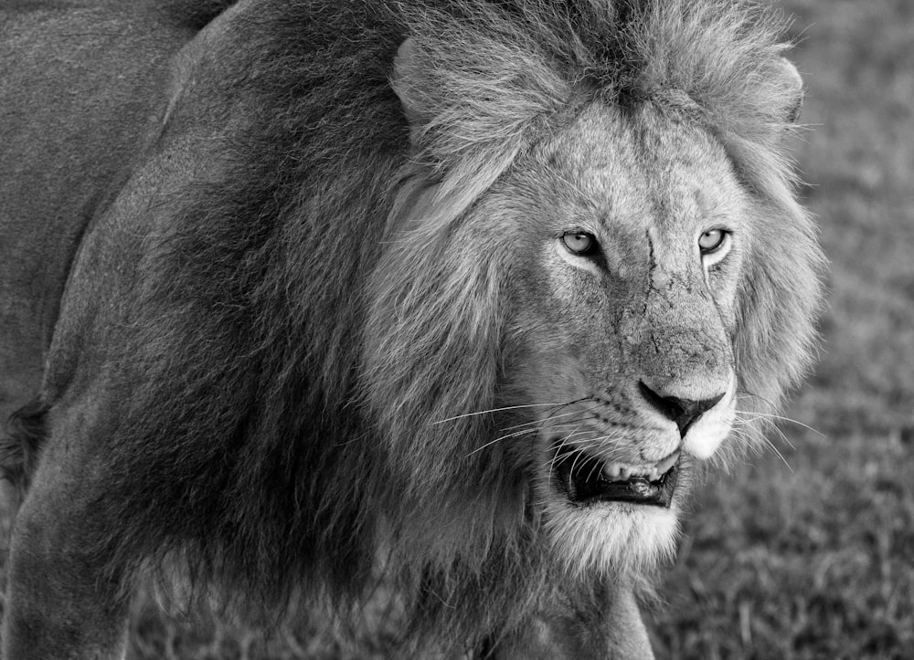 grayscale photo of lion head
