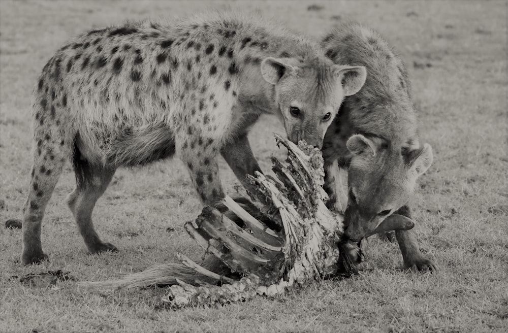 foto em tons de cinza de 4 animais de pernas