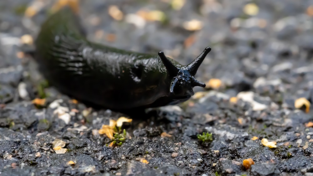 black snail on gray and black ground