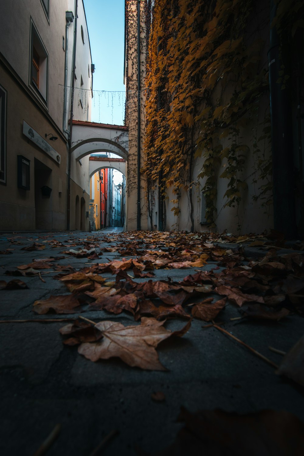 brown dried leaves on hallway